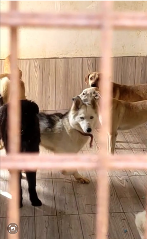 Donut, meravigliosa Husky Foto 2